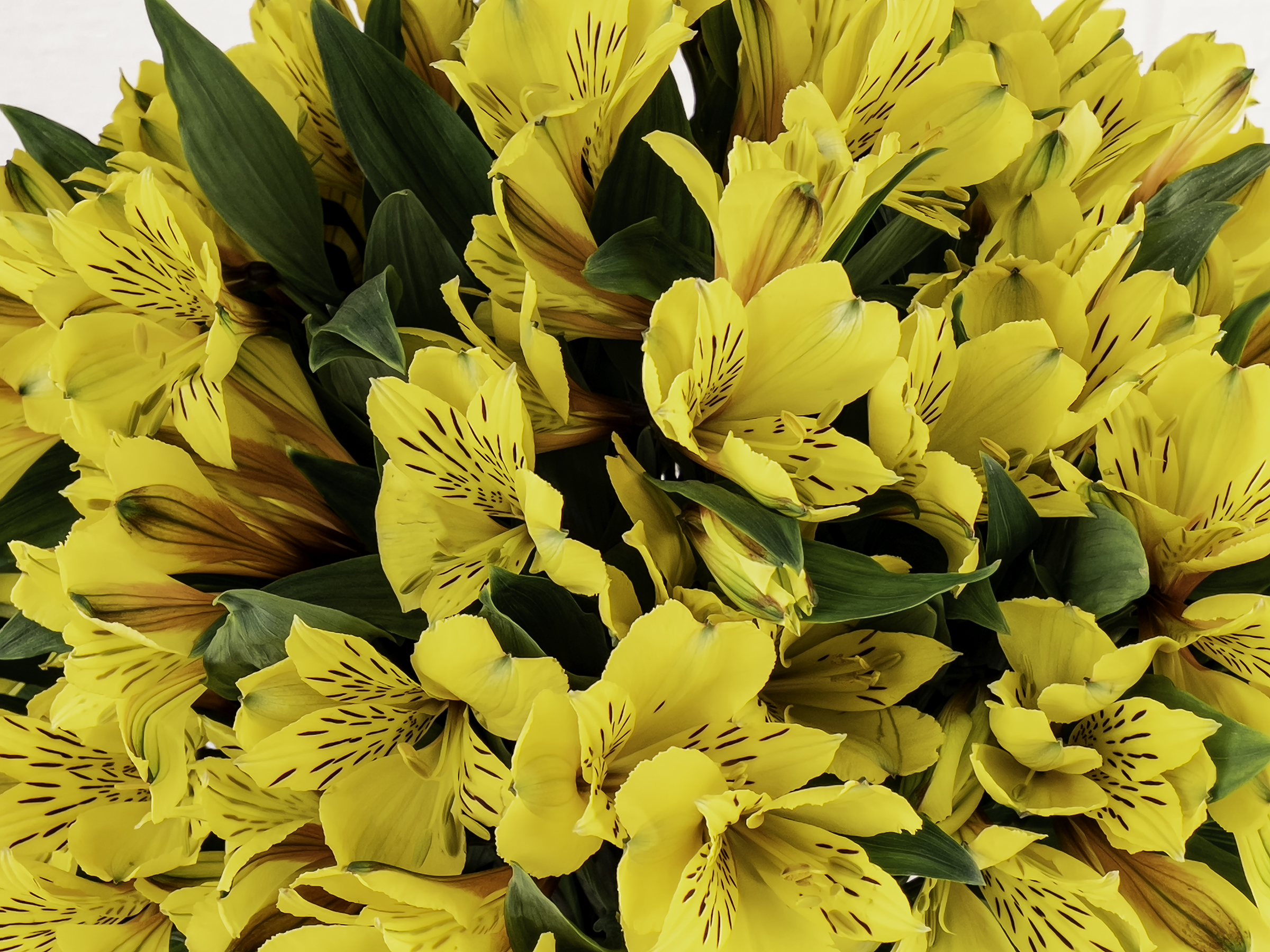 Alstroemeria Amarilla x 25 tallos - Flores de la Plazoleta